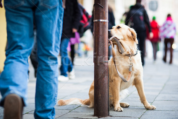 Cute dog waiting patiently for his master on a city street Stock photo © lightpoet