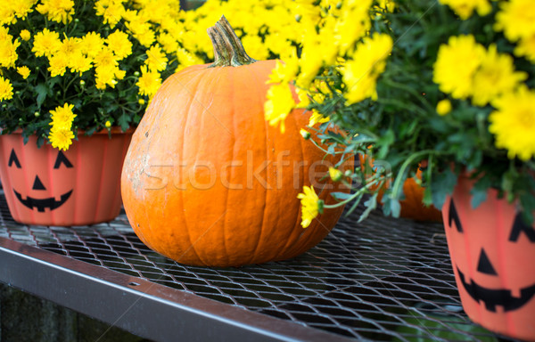Halloween pumpkin and pots Stock photo © lightpoet