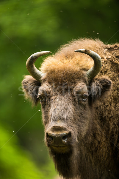 European bison (Bison bonasus) Stock photo © lightpoet