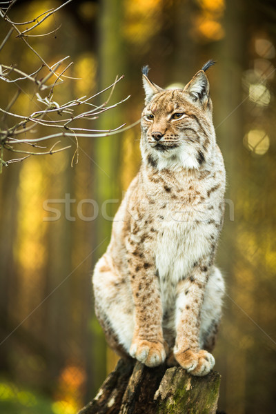 Eurasian Lynx (Lynx lynx) Stock photo © lightpoet