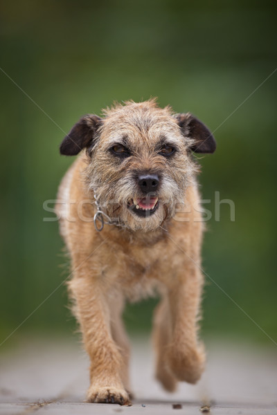 Grenze terrier Sport Haar Hintergrund grünen Stock foto © lightpoet