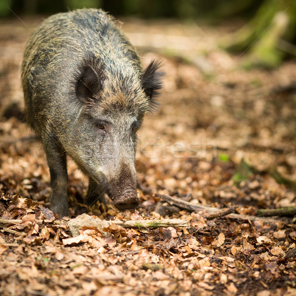 Stock photo: Wild boar (Sus scrofa)