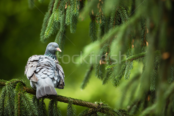 Common Wood Pigeon (Columba palumbus) Stock photo © lightpoet