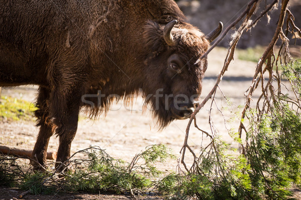 Bison Gras Kuh Bereich Winter Stock foto © lightpoet