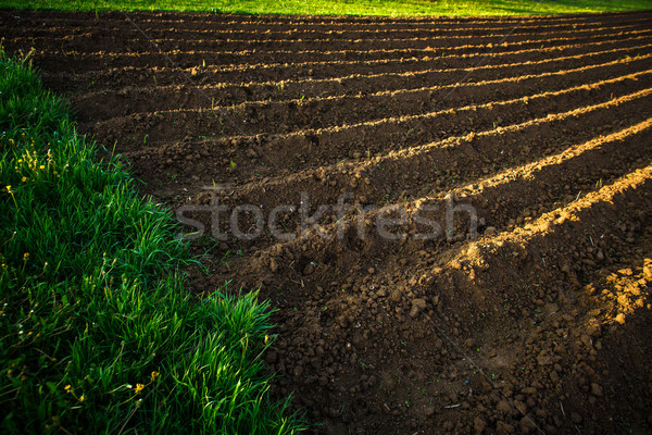 Small field at sunset Stock photo © lightpoet