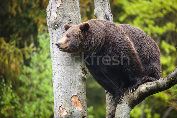 Braunbär Baum sunrise Porträt schwarz Welle Stock foto © lightpoet