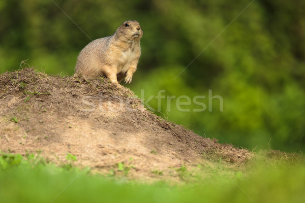 Cute zwarte prairie hond zon werken Stockfoto © lightpoet