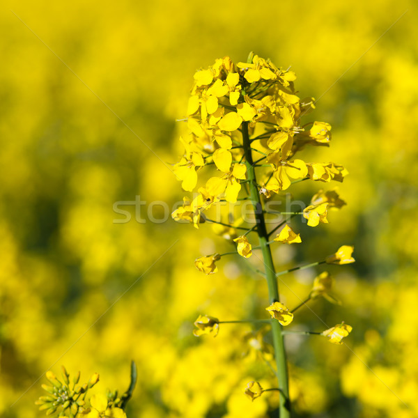 Printemps herbe fond été domaine ferme Photo stock © lightpoet