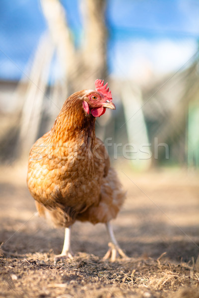 Primo piano gallina occhi pollo farm rosso Foto d'archivio © lightpoet
