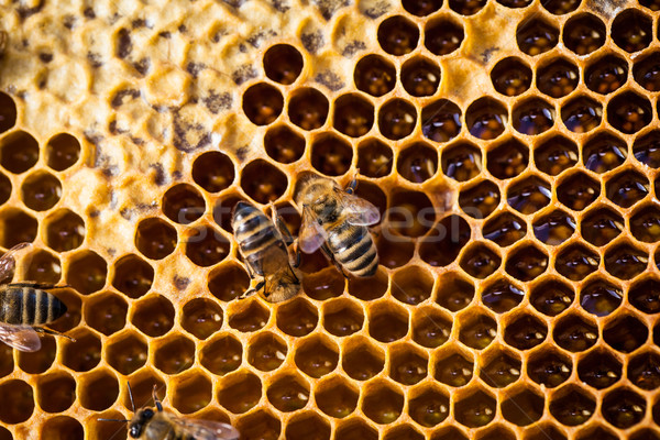 Macro shot of bees swarming on a honeycomb Stock photo © lightpoet