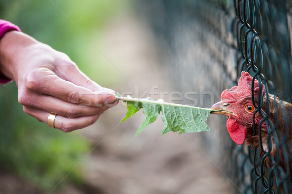 hen in a farmyard (Gallus gallus domesticus)  Stock photo © lightpoet