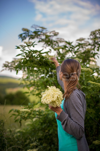 Young woman picking elderflower to make an infusion at home Stock photo © lightpoet