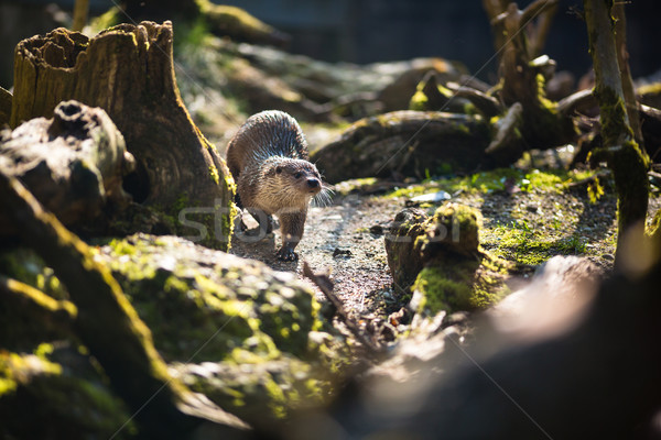 Eurasian otter (Lutra lutra) Stock photo © lightpoet