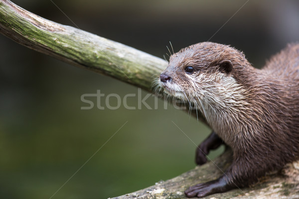 An oriental small-clawed otter Stock photo © lightpoet
