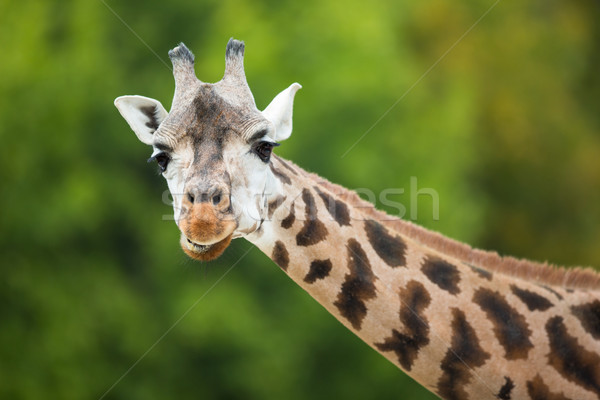 長頸鹿 樹 非洲 頭 公園 模式 商業照片 © lightpoet