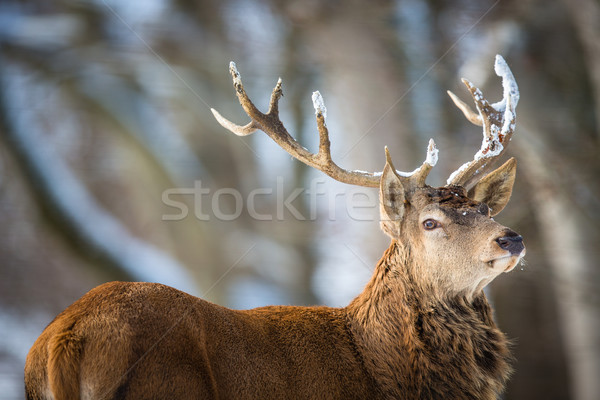 Bull Elk Bugling Stock photo © lightpoet
