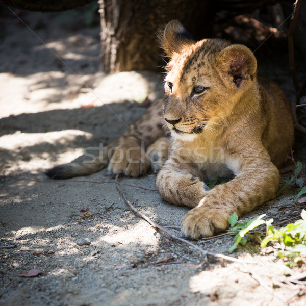 Cute leeuw welp wereld Maakt een reservekopie park Stockfoto © lightpoet