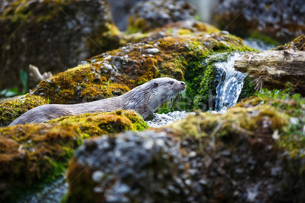 Eurasian otter (Lutra lutra) Stock photo © lightpoet