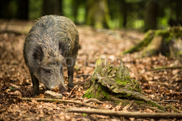 Wildschwein Frühling Schnee Sommer Winter Stock foto © lightpoet