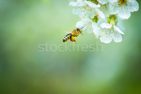 Honey bee in flight approaching blossoming cherry tree Stock photo © lightpoet