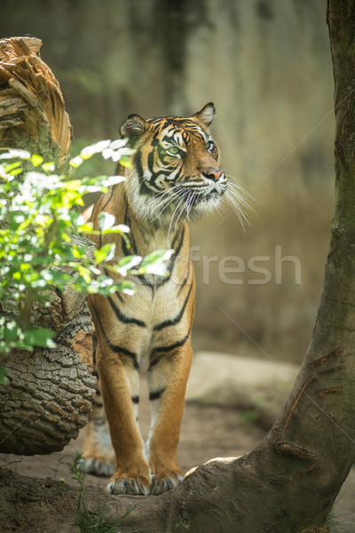 Closeup of a Siberian tiger also know as Amur tiger Stock photo © lightpoet