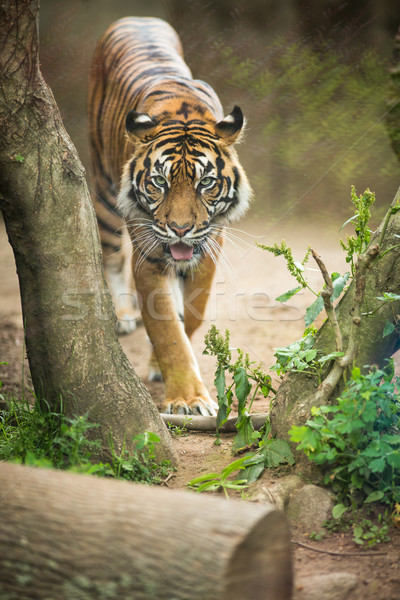 Stock photo: Closeup of a Siberian tiger also know as Amur tiger