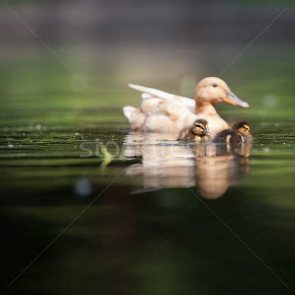 cute duck family on a pond Stock photo © lightpoet