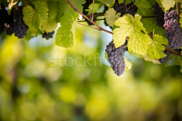 Large bunches of red wine grapes hang from an old vine Stock photo © lightpoet