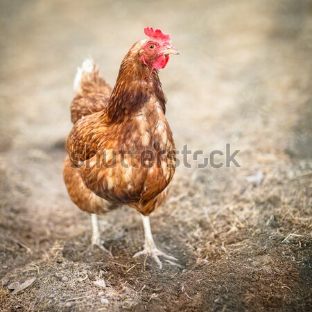 Hen in a farmyard (Gallus gallus domesticus)  Stock photo © lightpoet