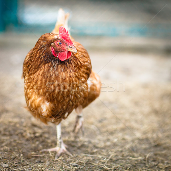 Closeup of a hen in a farmyard (Gallus gallus domesticus)  Stock photo © lightpoet