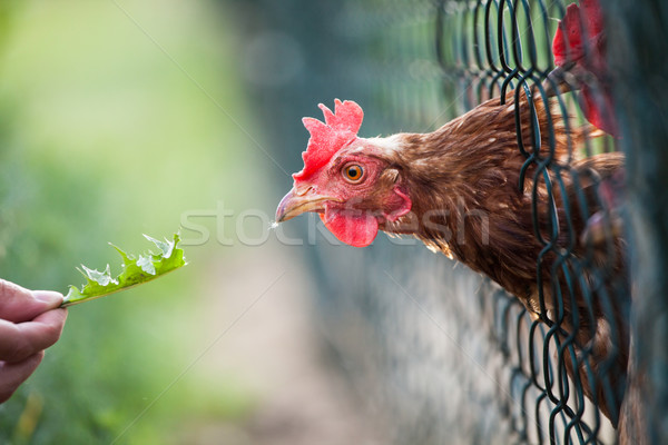 hen in a farmyard (Gallus gallus domesticus)  Stock photo © lightpoet
