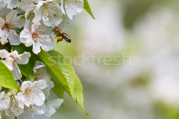 [[stock_photo]]: Abeille · vol · floraison · cerise · arbre · jardin