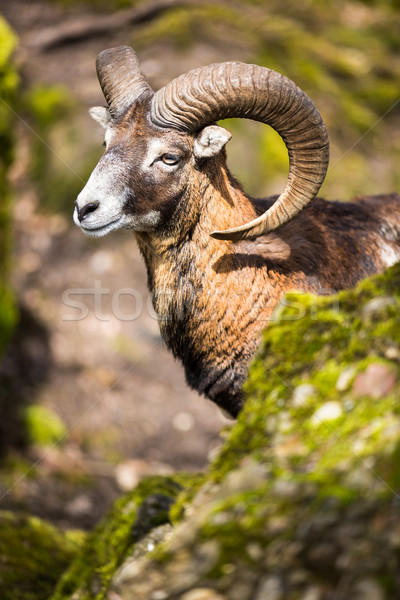 The mouflon (Ovis orientalis) Stock photo © lightpoet