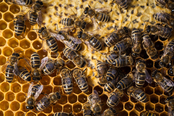 Macro shot of bees swarming on a honeycomb Stock photo © lightpoet