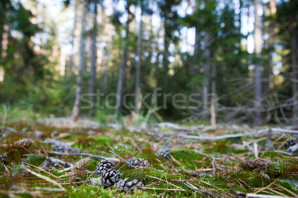 лес декораций сосна мелкий острый Сток-фото © lightpoet
