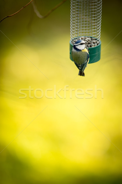 Tiny Blue tit on a feeder in a garden, hungry during winter Stock photo © lightpoet
