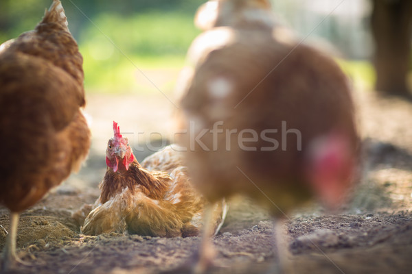 Hen in a farmyard  Stock photo © lightpoet