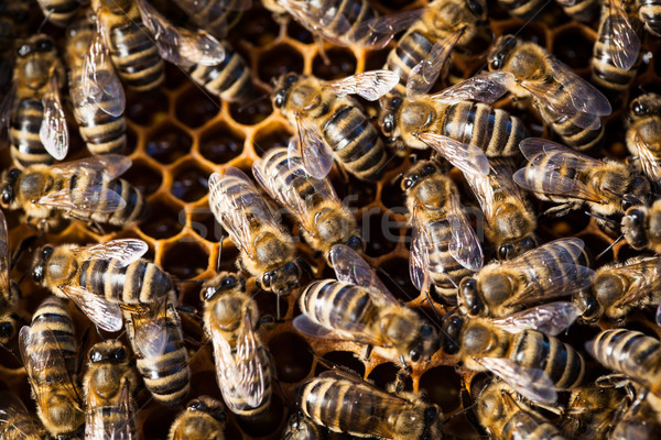 Macro shot of bees swarming on a honeycomb Stock photo © lightpoet