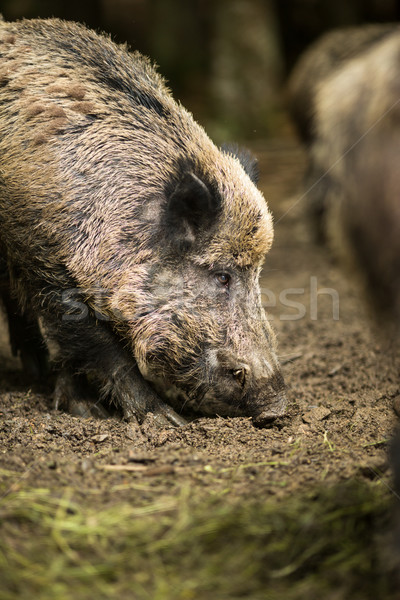 Wildschwein Frühling Schnee Sommer Winter Stock foto © lightpoet