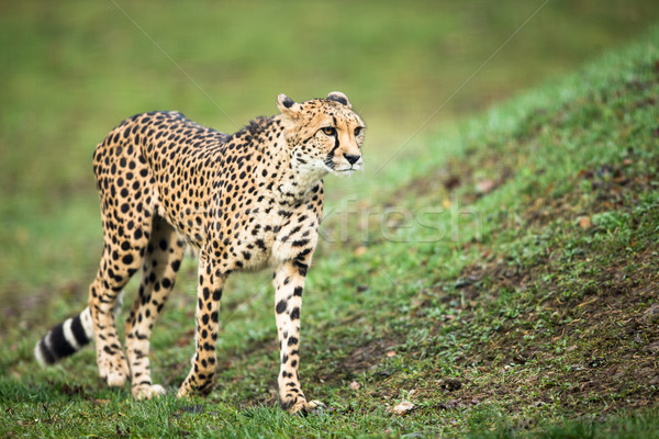 Stock photo: Cheetah (Acinonyx jubatus)