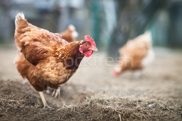 母雞 房子 雞蛋 農場 紅色 商業照片 © lightpoet