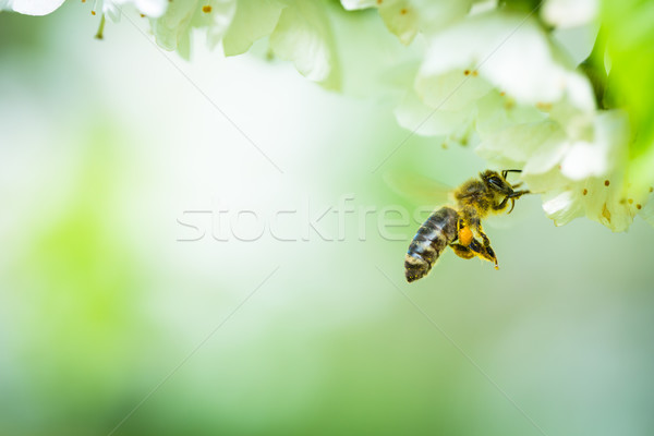 Stock photo: Honey bee in flight approaching blossoming cherry tree