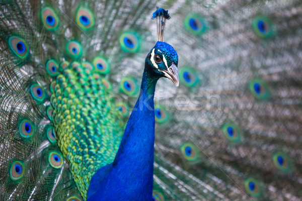 Splendid peacock with feathers out  Stock photo © lightpoet