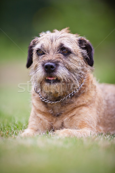 Border Terrier  Stock photo © lightpoet