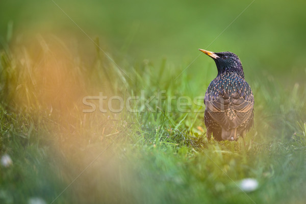 Foto stock: Primavera · olho · natureza · jardim · verão · pássaro