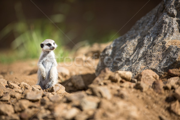 Watchful meerkats standing guard Stock photo © lightpoet