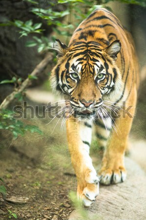 Closeup of a Siberian tiger also know as Amur tiger  Stock photo © lightpoet