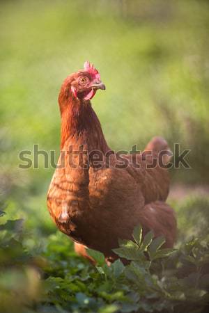 Closeup of a hen in a farmyard Stock photo © lightpoet