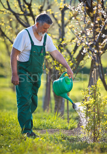 portrait of a senior man gardening in his garden  Stock photo © lightpoet