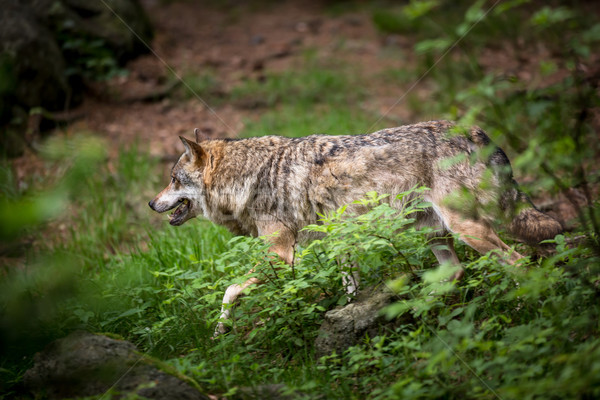 Gray/Eurasian wolf (Canis lupus) Stock photo © lightpoet